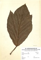 藏品(麵包樹)的圖片